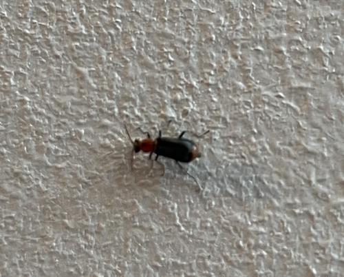Attalus minimus